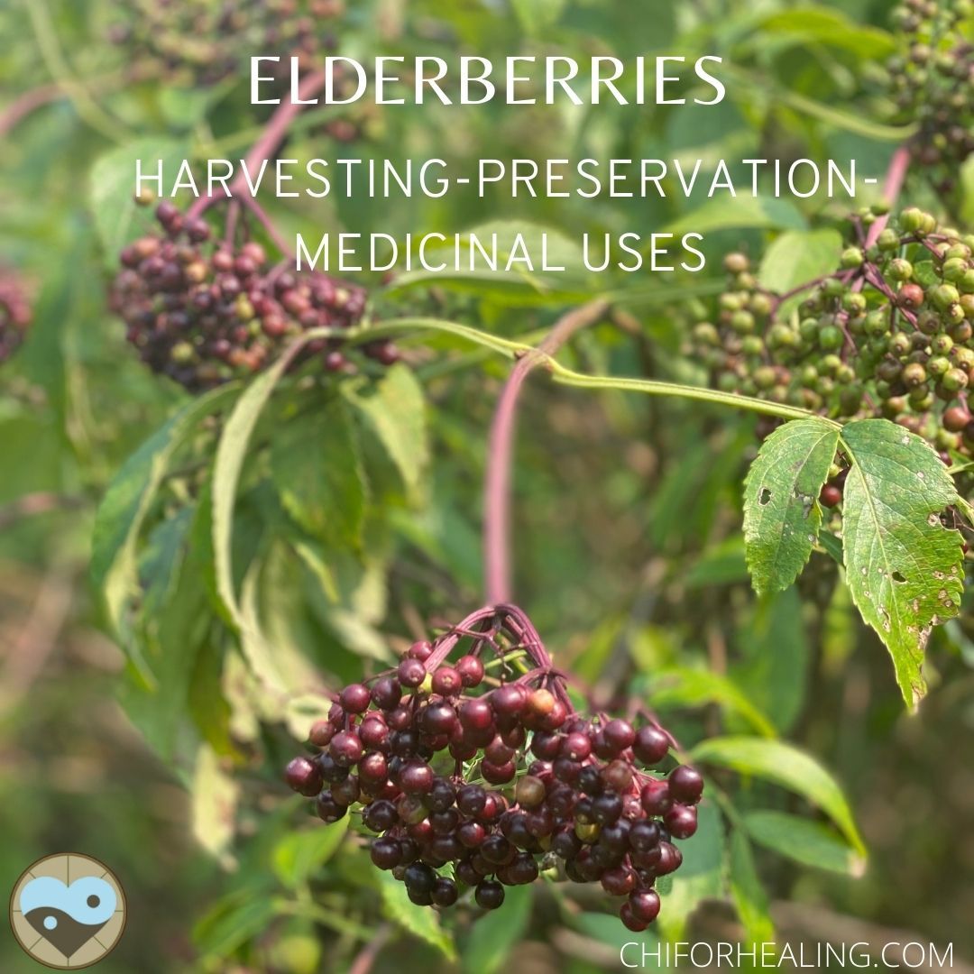 Elderberry Harvest and Preparation for medicinal usesSyrup Recipe