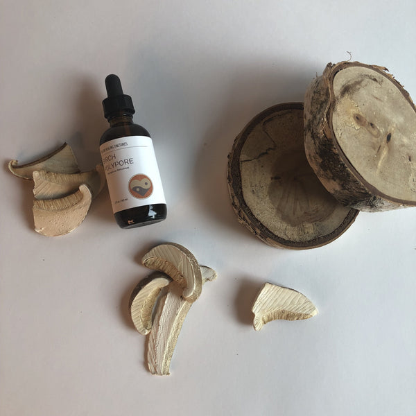 BIRCH POLYPORE MUSHROOM - TINCTURE - Chi for Healing