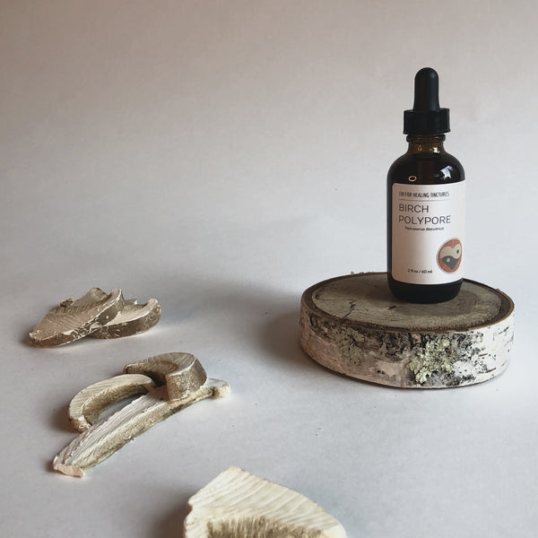 BIRCH POLYPORE MUSHROOM - TINCTURE - Chi for Healing