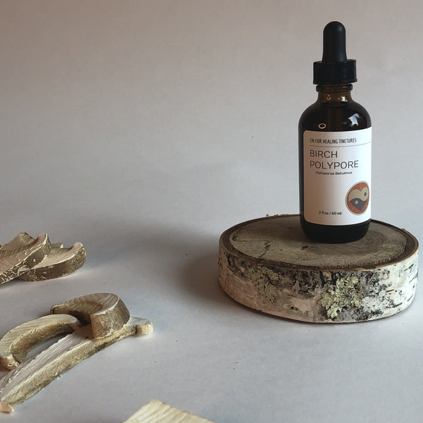 BIRCH POLYPORE MUSHROOM - TINCTURE - Chi for Healing