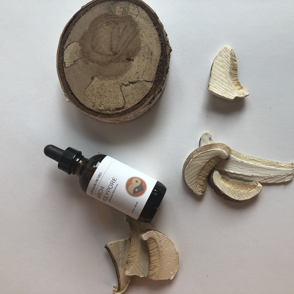 BIRCH POLYPORE MUSHROOM - TINCTURE - Chi for Healing