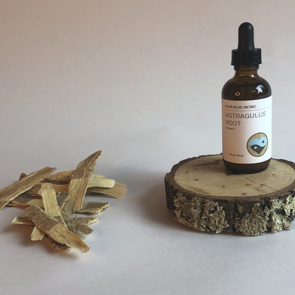 ASTRAGALUS ROOT - TINCTURE - Chi for Healing