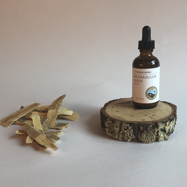 ASTRAGALUS ROOT - TINCTURE - Chi for Healing