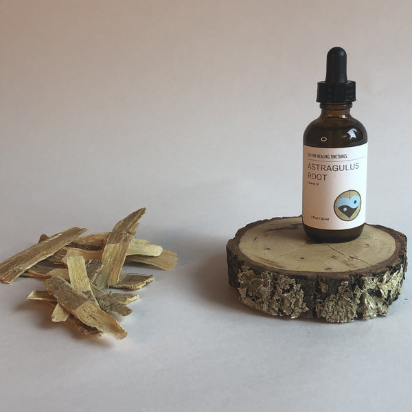 ASTRAGALUS ROOT - TINCTURE - Chi for Healing