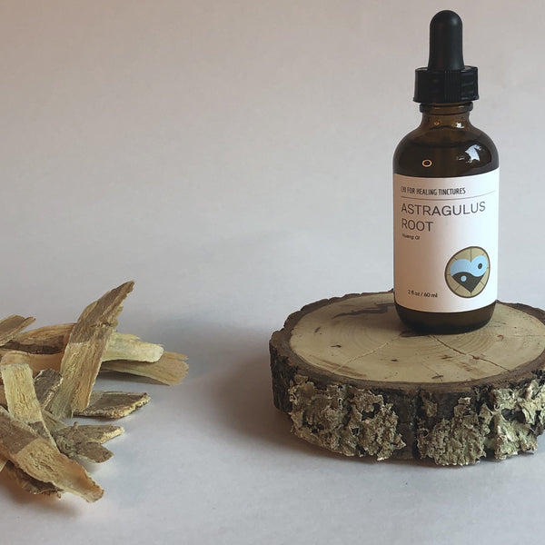 ASTRAGALUS ROOT - TINCTURE - Chi for Healing
