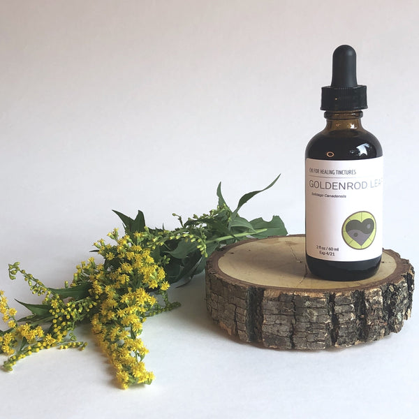 GOLDENROD - TINCTURE - Chi for Healing