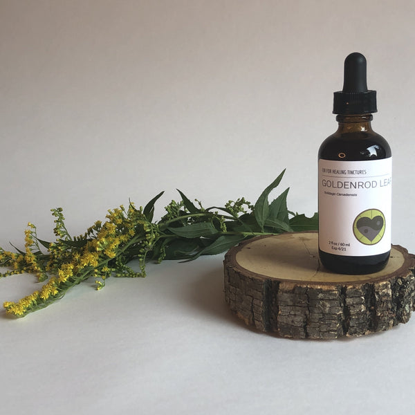 GOLDENROD - TINCTURE - Chi for Healing