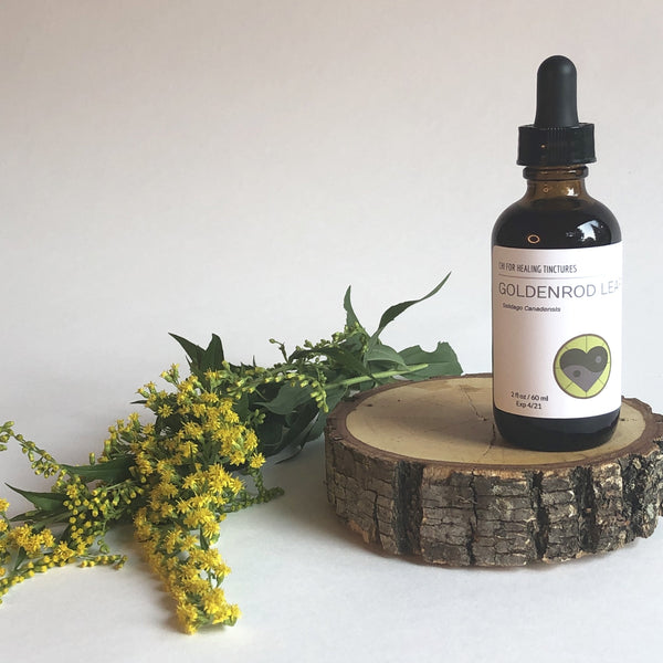 GOLDENROD - TINCTURE - Chi for Healing