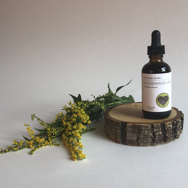 GOLDENROD - TINCTURE - Chi for Healing