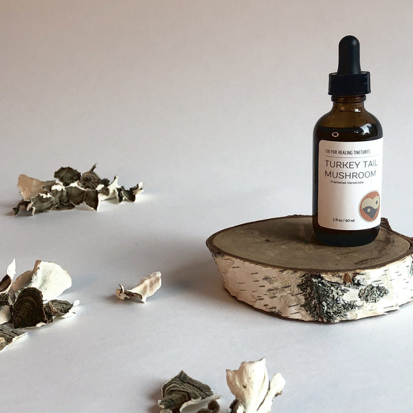 TURKEY TAIL MUSHROOM - TINCTURE - Chi for Healing