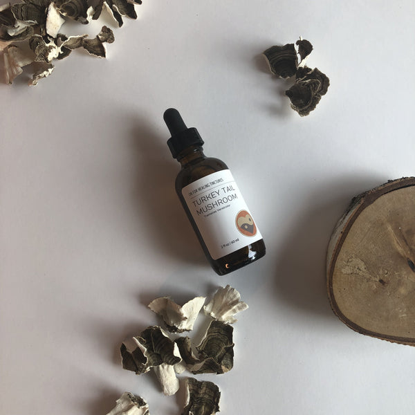 TURKEY TAIL MUSHROOM - TINCTURE - Chi for Healing