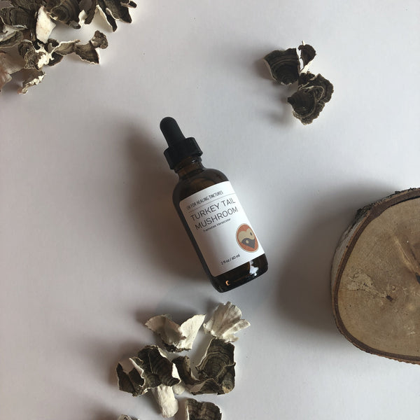 TURKEY TAIL MUSHROOM - TINCTURE - Chi for Healing