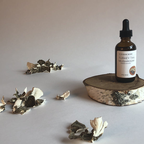 TURKEY TAIL MUSHROOM - TINCTURE - Chi for Healing