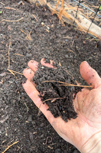 Learn how to compost in your own backyard