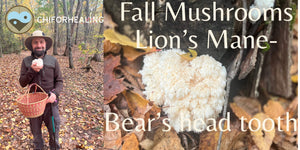 Fall Foraging in Connecticut: Lion’s Mane Mushroom-Bear’s Head Tooth