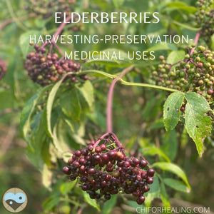 Elderberry Harvest and Preparation for medicinal uses-Syrup Recipe