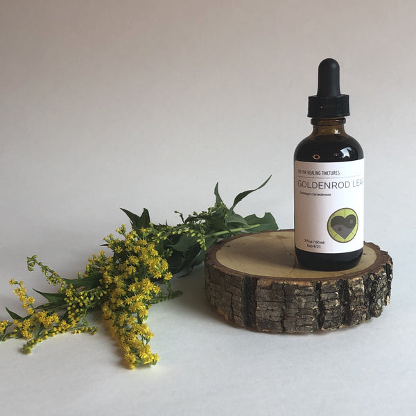 GOLDENROD - TINCTURE - Chi for Healing