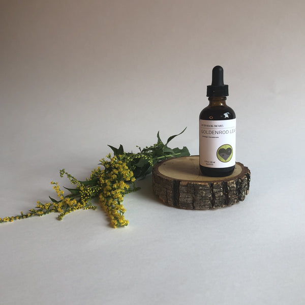 GOLDENROD - TINCTURE - Chi for Healing