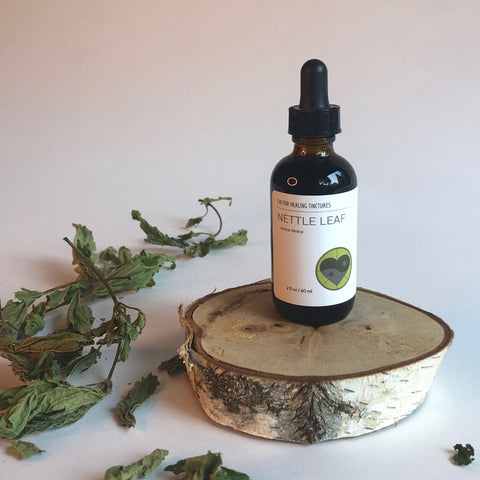 NETTLE LEAF - TINCTURE - Chi for Healing